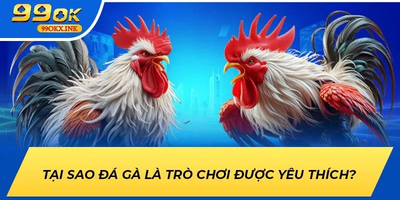 Tại sao đá gà là trò chơi được yêu thích?